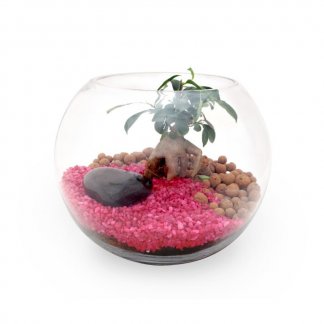 Bonsaï dans boule en verre promotionnelle - BOX GRAND TERRARIUM