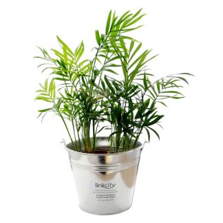 Grande plante dans pot en zinc publicitaire - Palmier - DECO