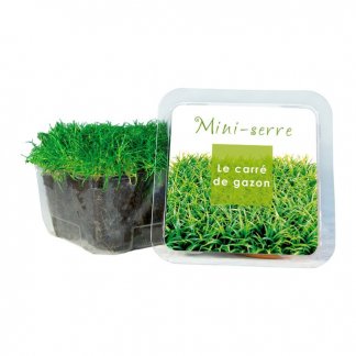 Kit de plantation dans cube en plastique recyclé personnalisé - LE PETIT CUBE VERT