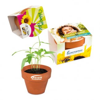 Kit de plantation promotionnel dans mini pot en terre cuite et fourreau