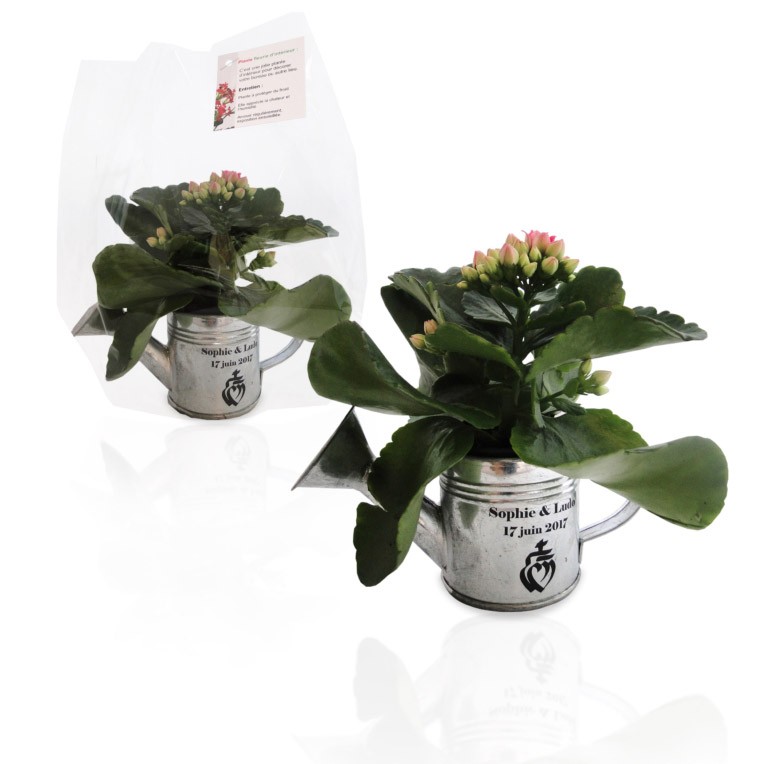 Arrosoir vert personnalisé, Outils pour plantes d'intérieur, Cadeau d' arrosoir en acier pour les amoureux des plantes, Convient pour une  utilisation intérieure et extérieure, 1 litre -  France