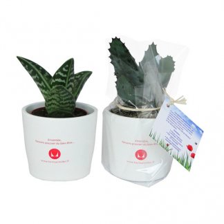 Mini plante dans pot en céramique personnalisé - Marquage pot 1 couleur - MINICERA