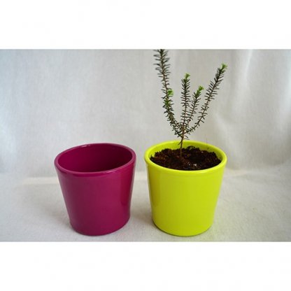 Mini Plante Dans Pot En Céramique Publicitaire 1 Plante 2 Pots MINICERA