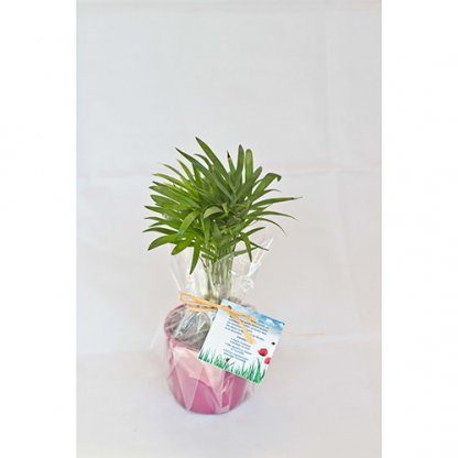 Mini Plante Dans Pot En Céramique Publicitaire Dans Papier Fleuriste MINICERA