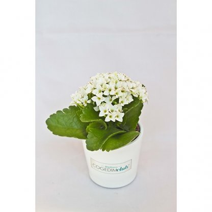 Mini Plante Dans Pot En Céramique Publicitaire Plante Fleurie MINICERA