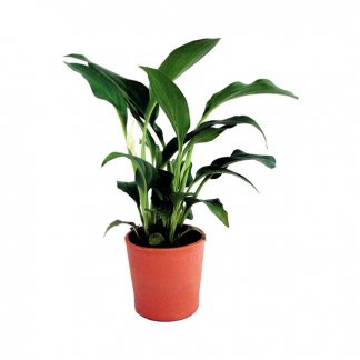 Mini plante dans pot en terre cuite - Spathy - MINIPOT