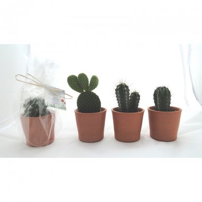 Mini Plante Dans Pot En Terre Cuite Publicitaire Cactus MINIPOT