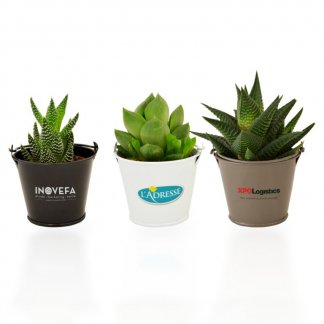 Mini plante dans pot en zinc aimanté promotionnel - 3 variétés - AIMANPOT