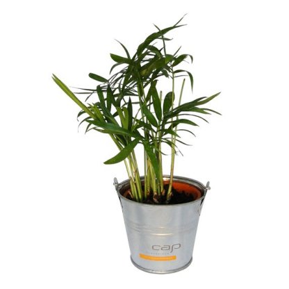 Mini Plante Dans Pot En Zinc Personnalisé Marquage Cap MINIZINC