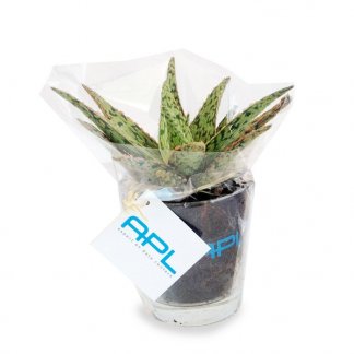 Mini plante dans vase en verre promotionnel - MINIVASE