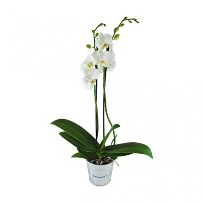Orchidée Dans Pot Rond Personnalisé ORCHIDEE
