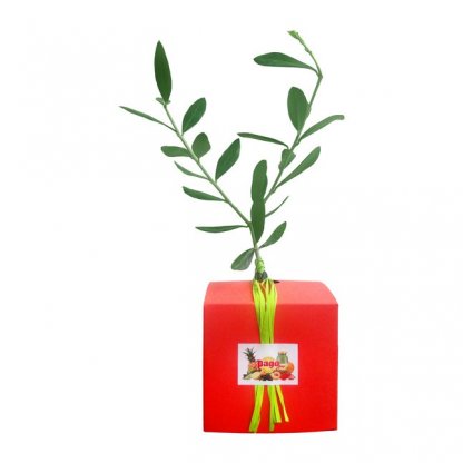Plan D'arbre Dans Cube En Carton Personnalisé Cube Rouge CUBE ARBRE