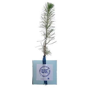 Plan d'arbre dans cube en carton publicitaire - cube bleu - CUBE ARBRE