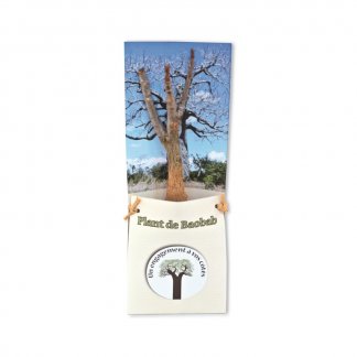 Plan de Baobab dans étui en papier personnalisé - JEUNE BAOBAB