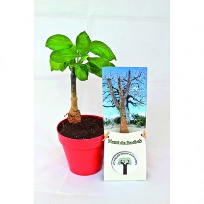 Plan De Baobab Dans étui En Papier Publicitaire Planté + Carton JEUNE BAOBAB
