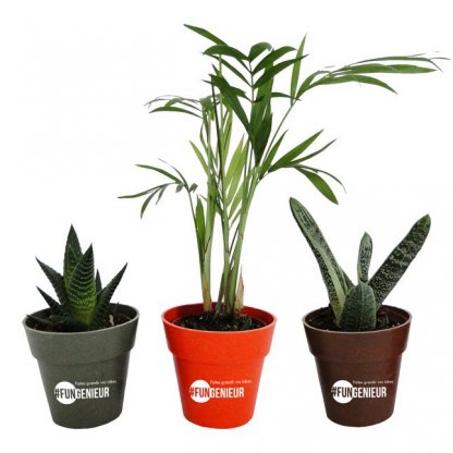 Plante Dans Pot En Bambou De Couleur Personnalisé Marquage 1 Couleur PLANTE DECO