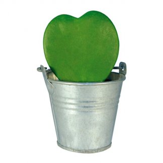 Plante en forme de coeur dans pot personnalisé - HOYA