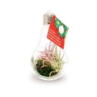 Tillandsia dans ampoule en verre personnalisable - étiquette carré - AMPOULE VEGETALE