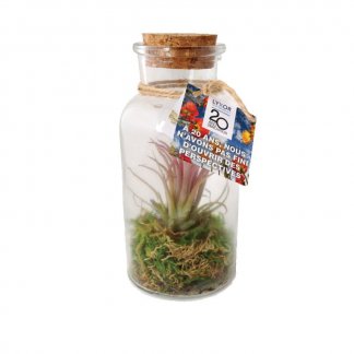 Tillandsia dans bouteille en verre promotionnelle - BOUTEILLE VEGETALE