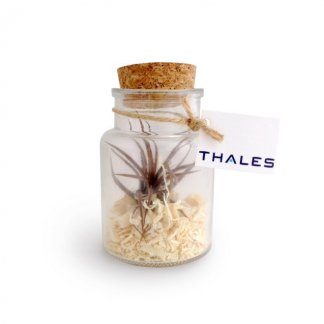 Tillandsia dans petite bouteille en verre promotionnelle - PETITE BOUTEILLE VEGETALE